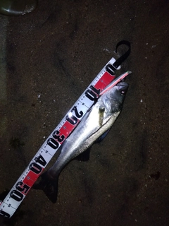 マダカ（マルスズキ）の釣果