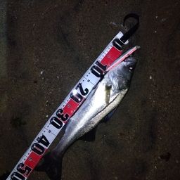 マダカ（マルスズキ）