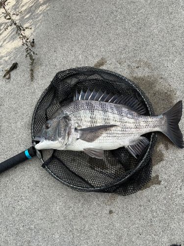 中川河口（兵庫）