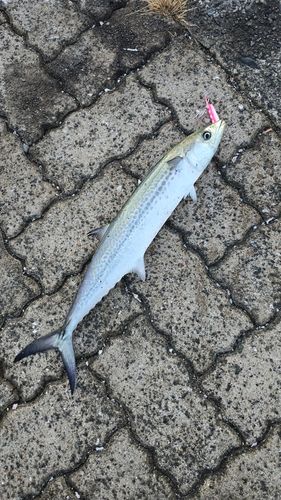 鞠山海遊パーク