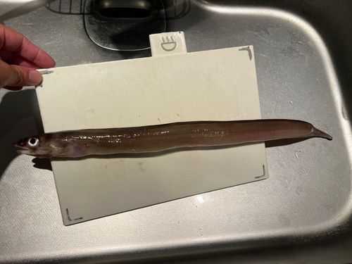 ハナアナゴの釣果