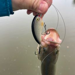 ラージマウスバス