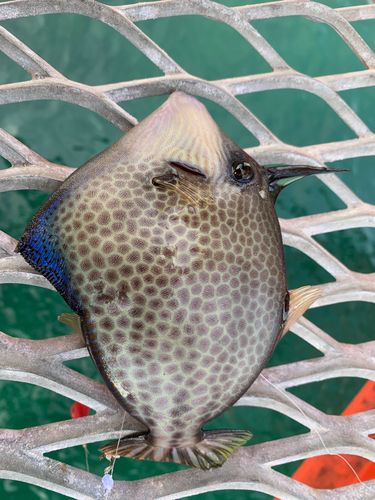 ウマヅラハギの釣果