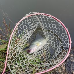 ラージマウスバス