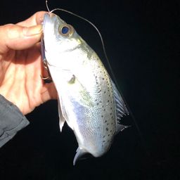 セイゴ（マルスズキ）