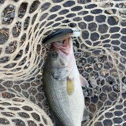 ラージマウスバス