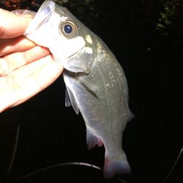 セイゴ（ヒラスズキ）