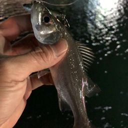 セイゴ（ヒラスズキ）