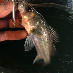 セイゴ（マルスズキ）