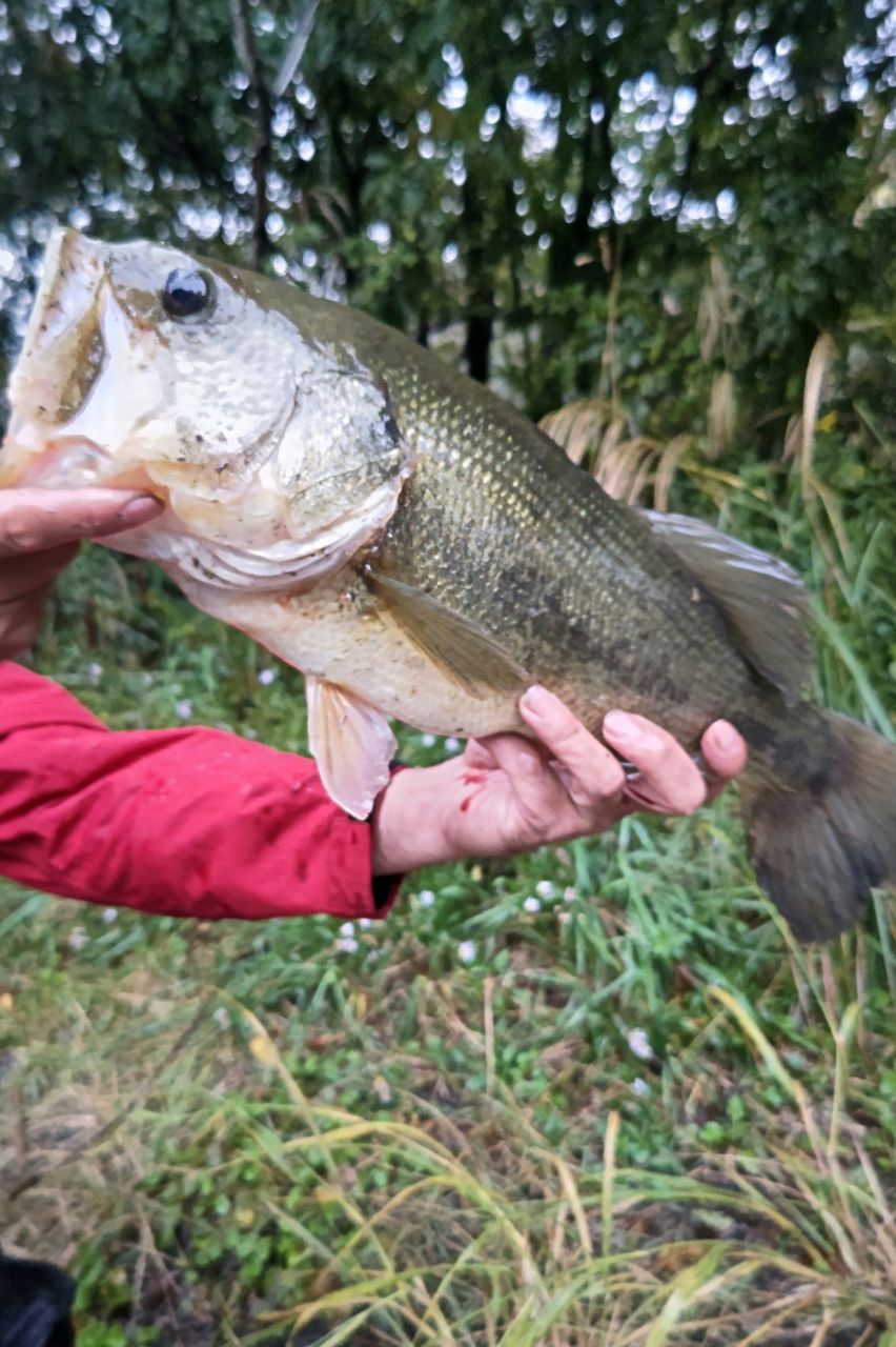 ブラックバスの釣果写真