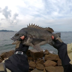 チヌの釣果