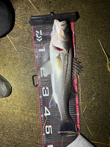 シーバスの釣果