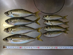 アジの釣果
