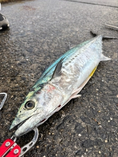 サゴシの釣果