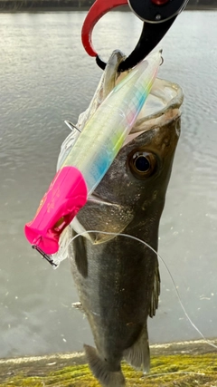 マルスズキの釣果