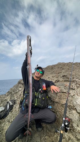 アオヤガラの釣果