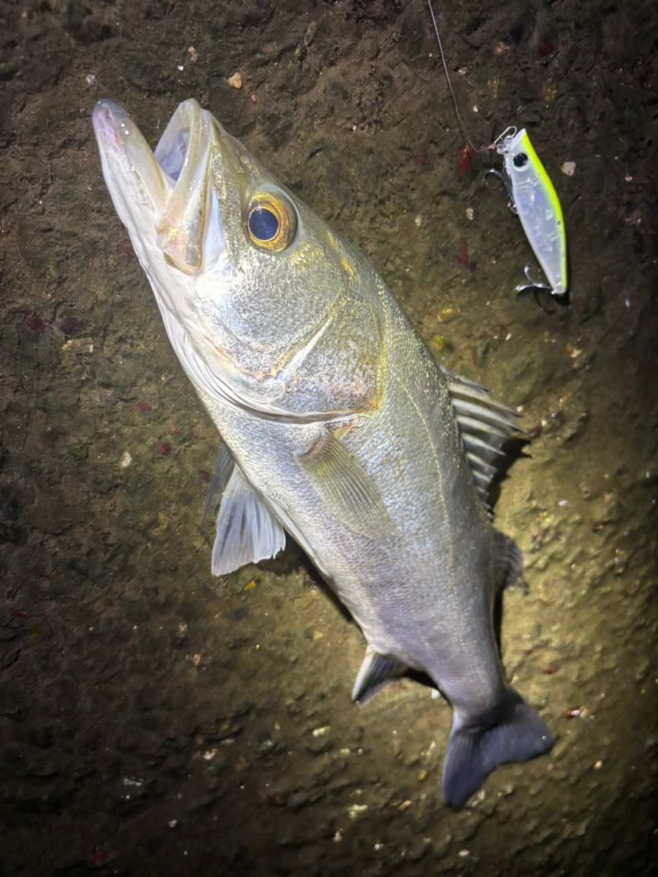 SHIMANO 23ディアルーナ S86MLの最安値・インプレ・釣果 | 本音の