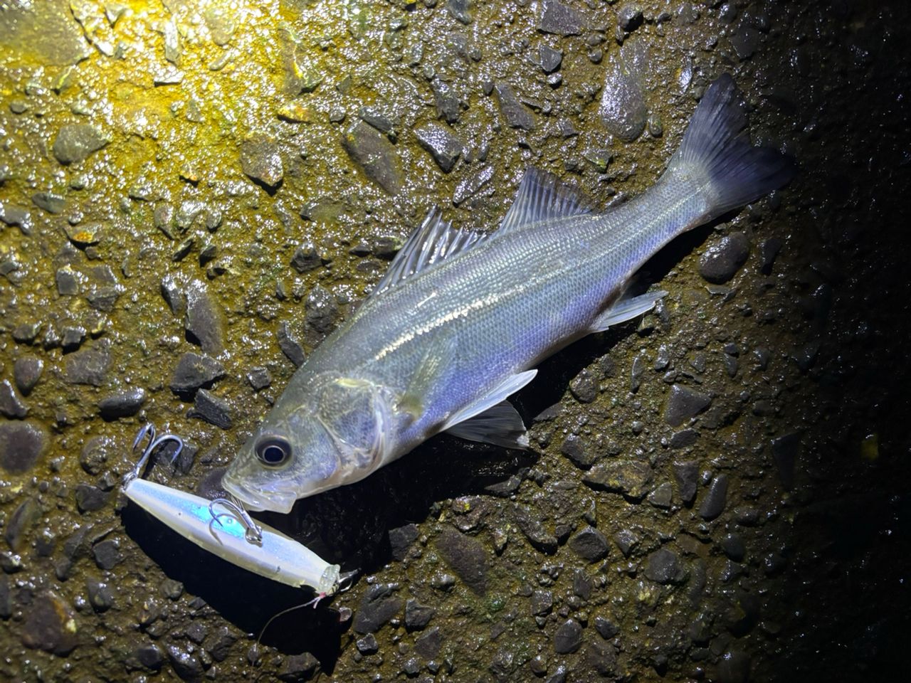 SHIMANO 23ディアルーナ S86ML シマノ ディアルーナ S86ML (ロッド