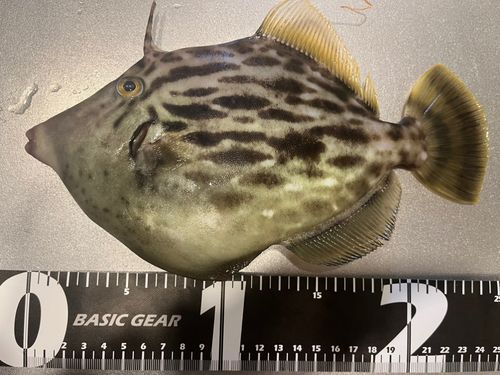 カワハギの釣果