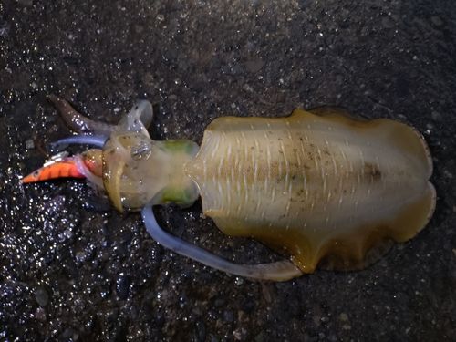 内浦湾（沼津）