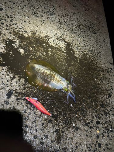 アオリイカの釣果