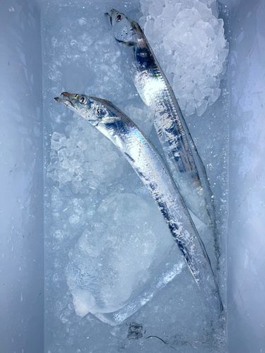 タチウオの釣果