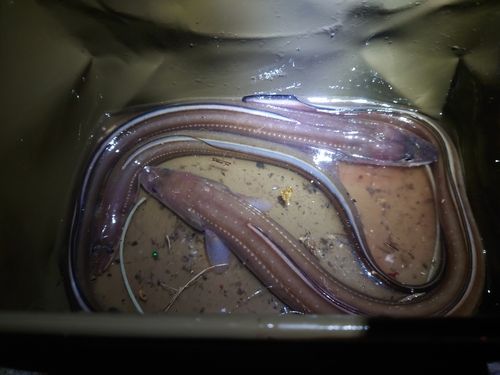 マアナゴの釣果