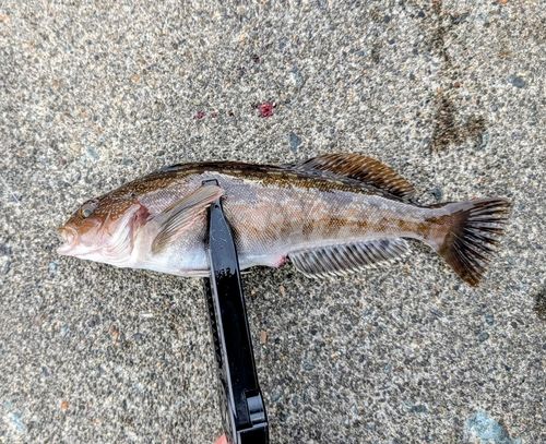 アイナメの釣果