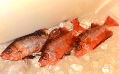 キントキダイの釣果