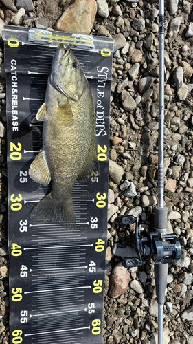 スモールマウスバスの釣果