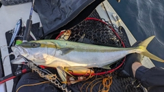 ヒラマサの釣果