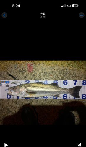 シーバスの釣果