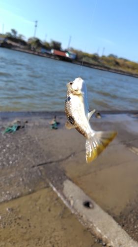 クサフグの釣果