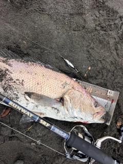 オオニベの釣果