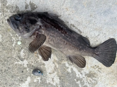 クロソイの釣果