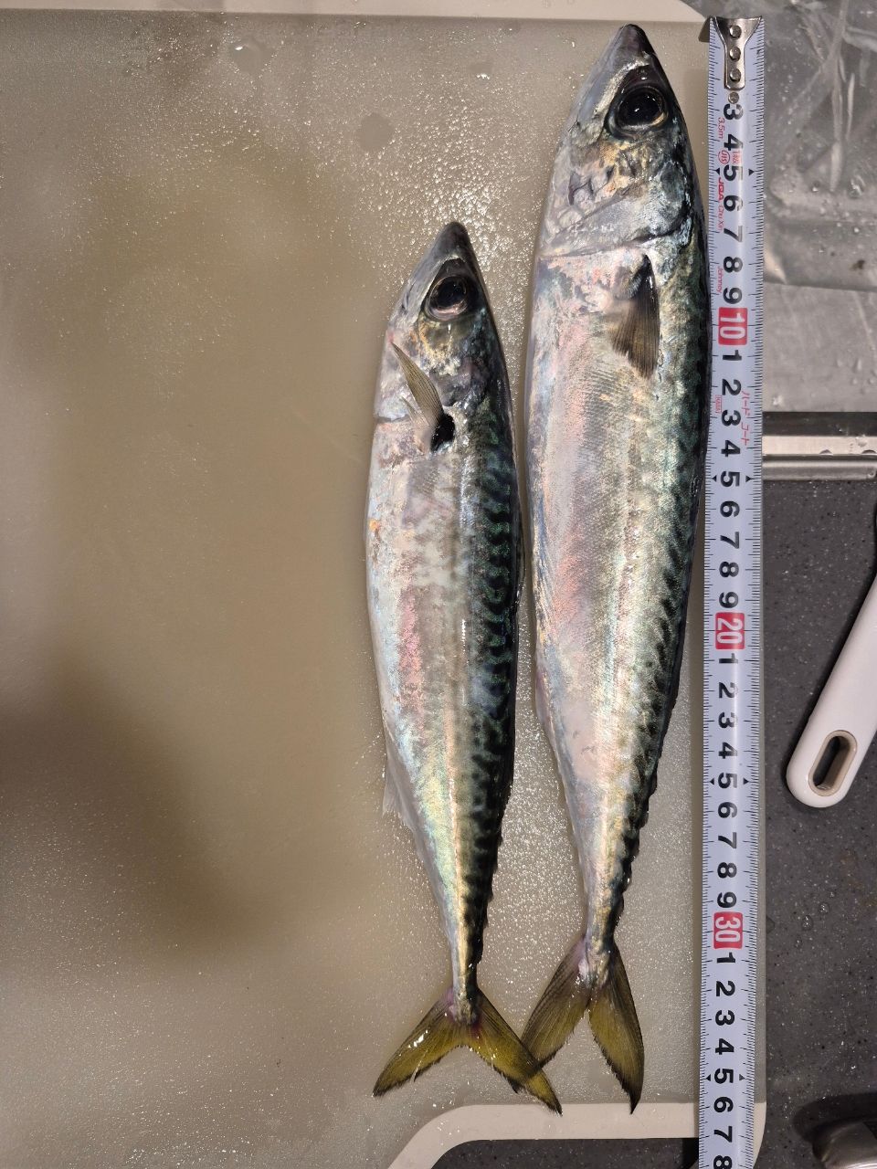 AbuGarcia クロスフィールド XRFS-864ML-TEの最安値・インプレ・釣果