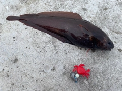 エゾイソアイナメの釣果