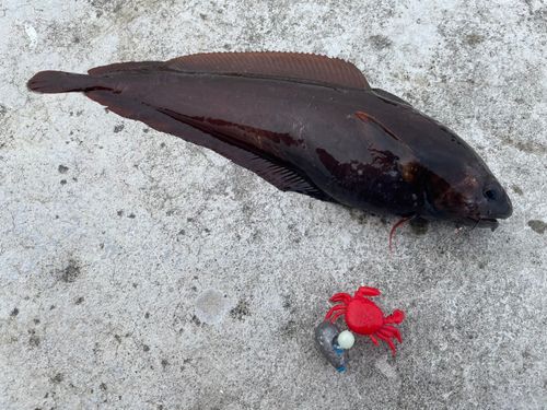 エゾイソアイナメの釣果