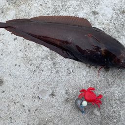 エゾイソアイナメ