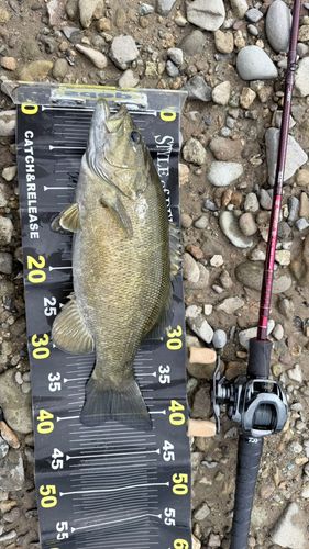 スモールマウスバスの釣果