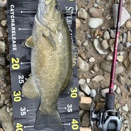 スモールマウスバス