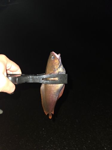 一万トン岸壁（八戸）