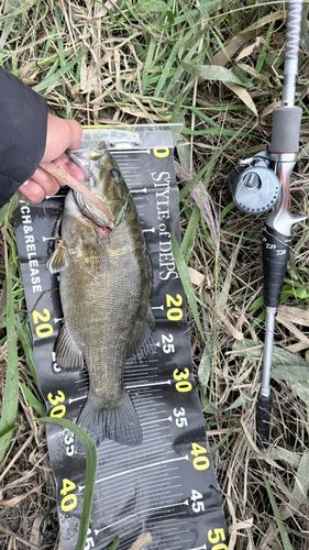 スモールマウスバスの釣果