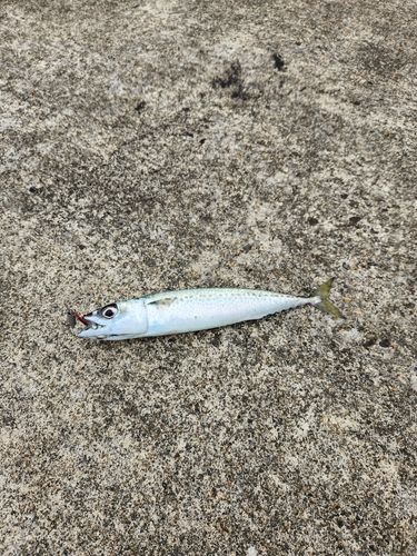サバの釣果