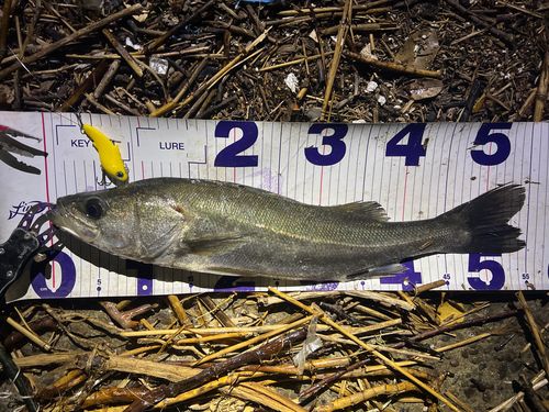 シーバスの釣果