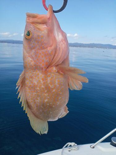 キジハタの釣果