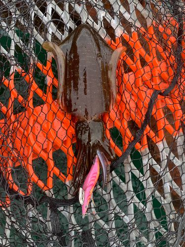 須磨海づり公園