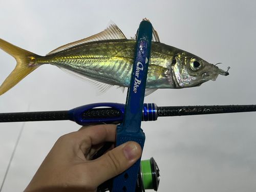 マアジの釣果
