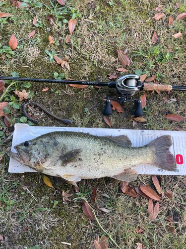 ブラックバスの釣果