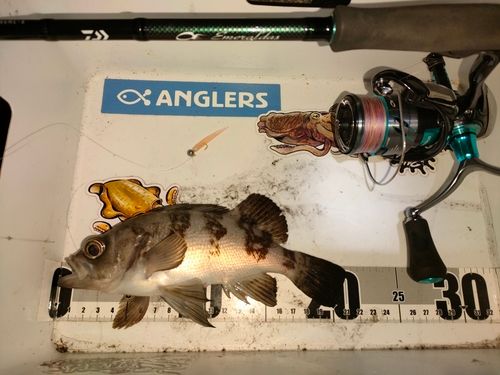 メバルの釣果
